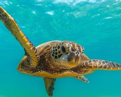 3-Hour Turtle Canyon Snorkeling Tour