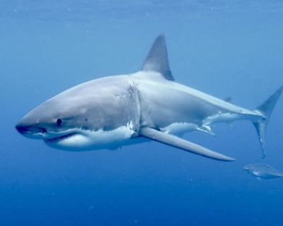 Shark Tour in Harwich