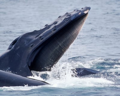 Spot Whales, Dolphins & Birds on a 3-Hour Wildwood Crest Cruise