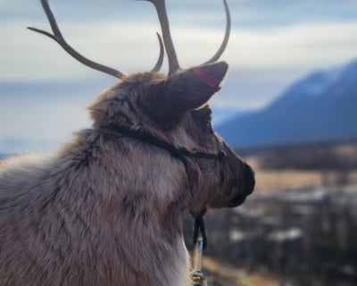 Guided Reindeer Trek in Palmer, Alaska