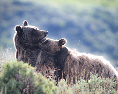 Yellowstone Morning Wildlife Guided Tour