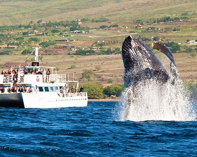 Lahaina Whale Watching in Maui
