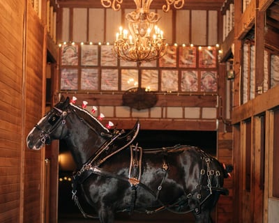 Christmas Clydesdale Tour in Dunnellon