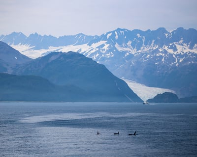 Seward Wildlife Explorer Helicopter Flightseeing