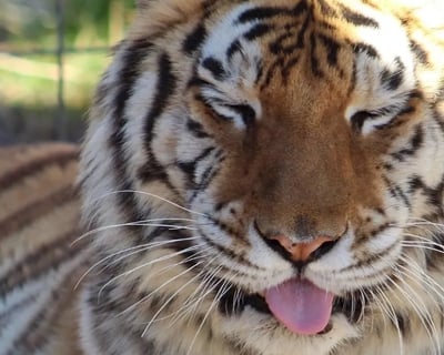 Rescued Exotic Animal Sanctuary Visit in Phelan