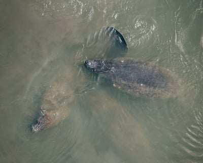 Wildlife Refuge Manatee And Dolphin Kayak Or Paddleboard Tour