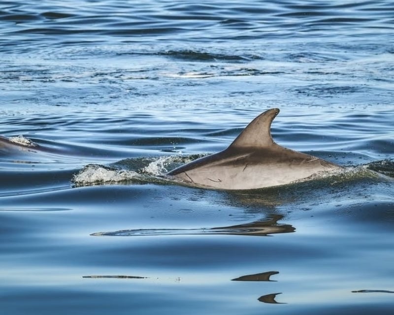 Double Reef Snorkel & Dolphin Watch in Kailua-Kona