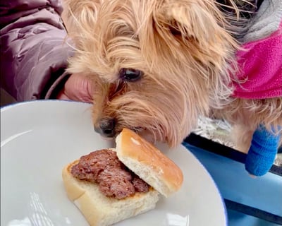 Barks & Bites: BeltLine Doggie Crawl