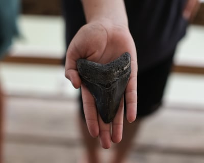 Private Shark Tooth Island Fossil Hunting Charter