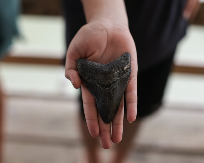 Private Shark Tooth Island Fossil Hunting Charter