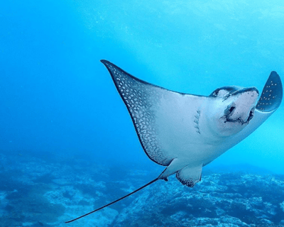 Vieques Island Guided Snorkeling Tour