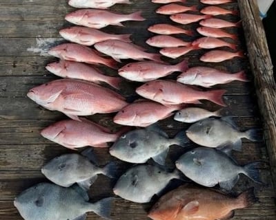 Pensacola Offshore Red Snapper Fishing Charter