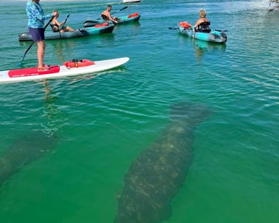 Estero Bay Mangrove Kayak Tour & Wildlife