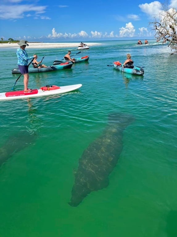 Estero Bay Mangrove Kayak Tour & Wildlife