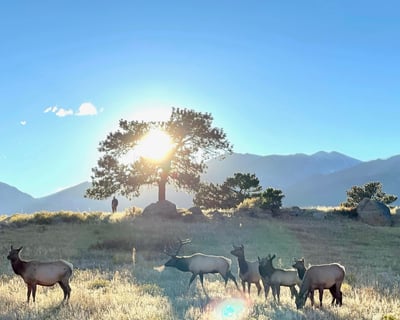 Guided Elk Rut Tour in Rocky Mountain National Park