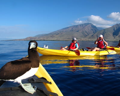 Guided Turtle Town Kayak & Snorkel Tour