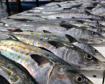 4-Hour Fishing Charter From Clearwater Beach