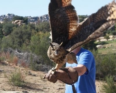 Escondido Owl Falconry Experience