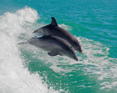 Private Dolphin Eco Tour in Hilton Head