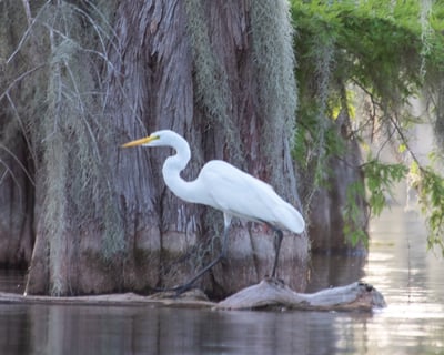 Guided Cypress Swamp Kayak Tour at Lake Martin