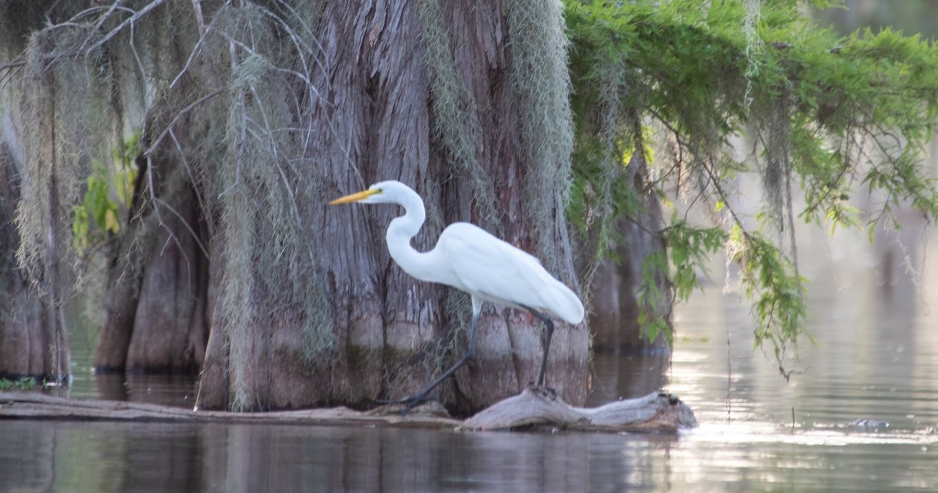 Guided Cypress Swamp Kayak Tour at Lake Martin