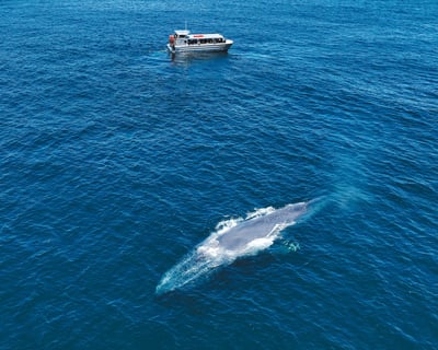 Extended Blue Whale Watching Cruise in San Diego