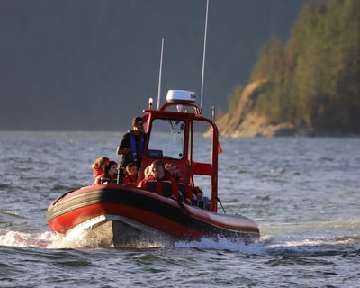 4-Hour Zodiac Whale & Wildlife Tour in Campbell River