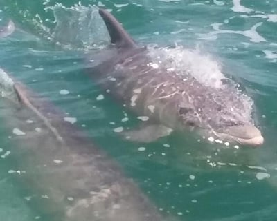 Bradenton Beach Dolphin & Sandbar Sunset Tour