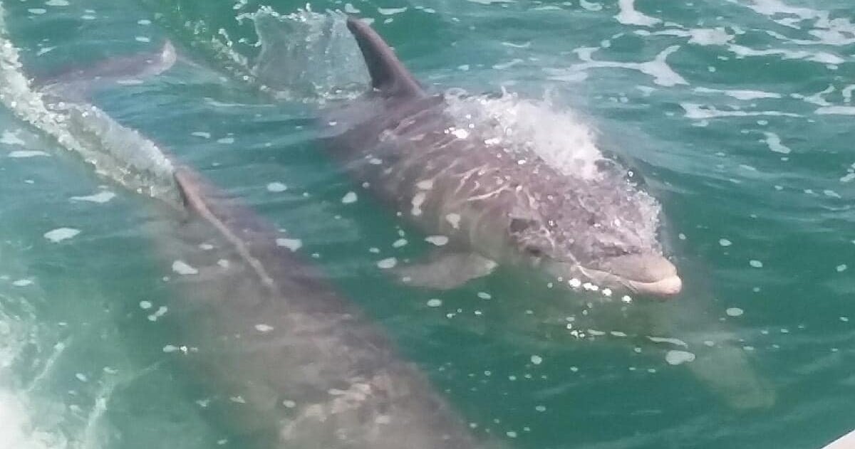 Bradenton Beach Dolphin & Sandbar Sunset Tour