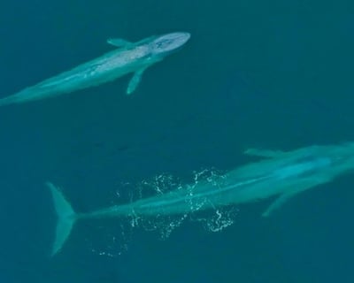 Blue Whale Watching Expedition From San Diego