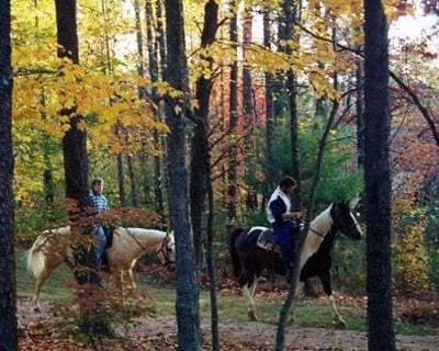 1-Hour Guided Horseback Trail Ride in Dahlonega