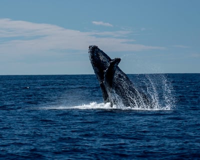 Private Whale Watching Tour in San Jose del Cabo