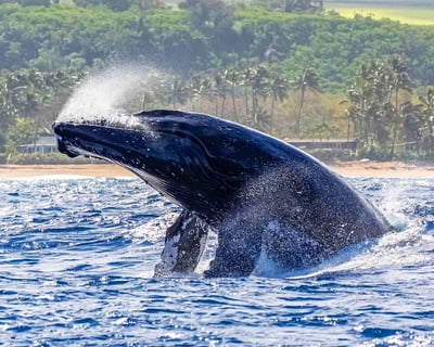 Small Group Humpback Safari, 2 Hours Haleiwa