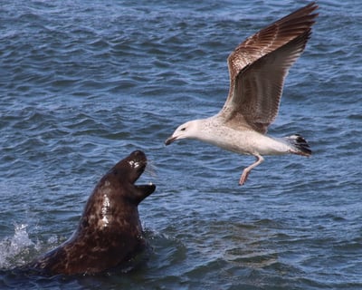 6-Hour Mini Pelagic Cruise with Cape May Bird Observatory