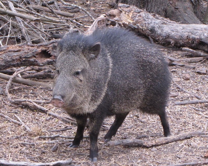 Half-Day Wildlife Tour at King Ranch in Kingsville