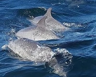 Dolphin Watching Cruise in Fort Walton Beach