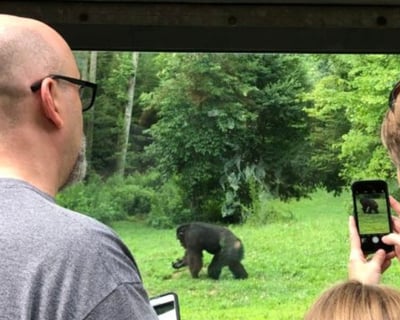 Private Chimpanzee Walking Tour in Morganton