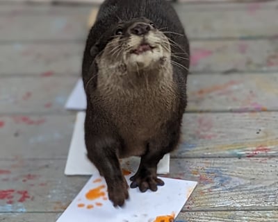 Otter Painting Experience in Cleveland