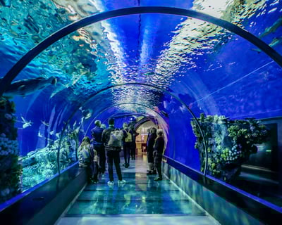 Alcatraz Night Tour, Aquarium, Muir Woods and Sonoma Wine