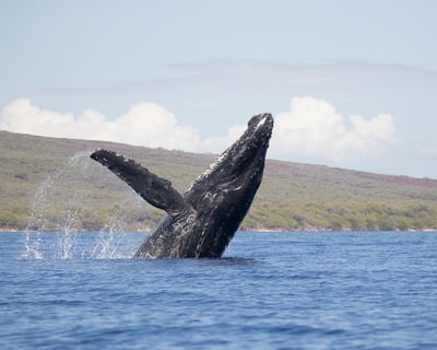 Maui Whale Watch Cruise from Ma'alaea Harbor