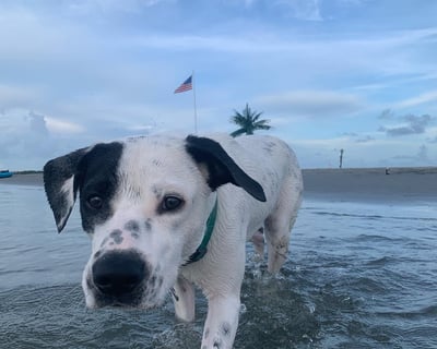 Dog-Friendly Palm Tree Island Low-Tide Cruise