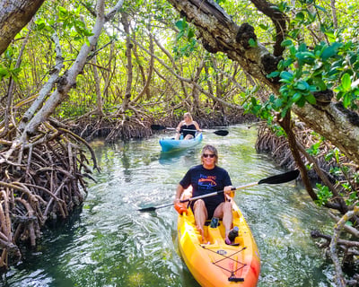 Mangrove Tunnel Kayak & Paddleboard Tour in Sarasota