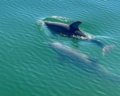 Private Dolphin Cruise In Pensacola Beach
