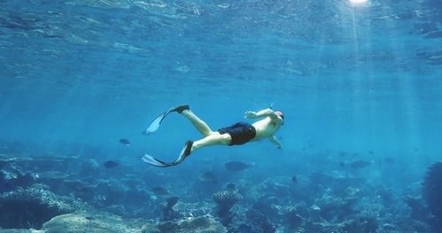Dunedin Snorkeling & Shelling Cruise