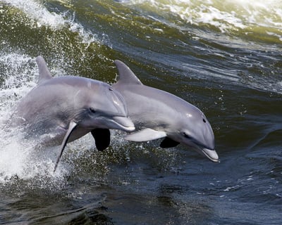 Pensacola Beach Mid-Day Dolphin Cruise