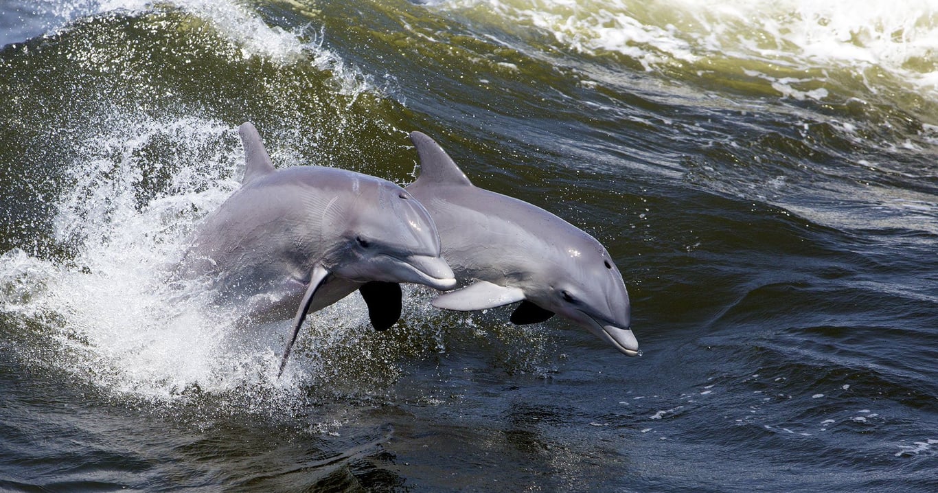 Pensacola Beach Mid-Day Dolphin Cruise