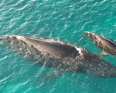 Puako Humpback Whale Watching Tour