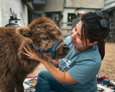 Cuddle a Baby Mini Highland Cow in Dresher