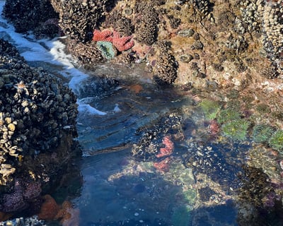 Kayak to Hidden Tide Pools With Expert Guide