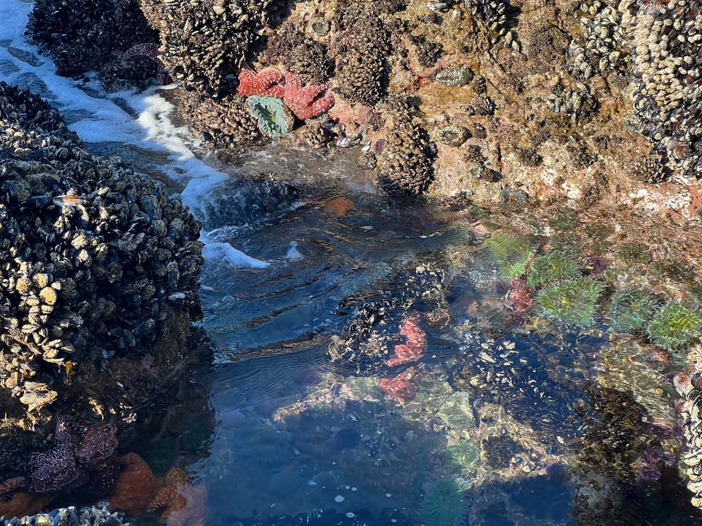 Kayak to Hidden Tide Pools With Expert Guide